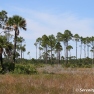 Marshes and Pines at Savannas Preserve State Park, FL