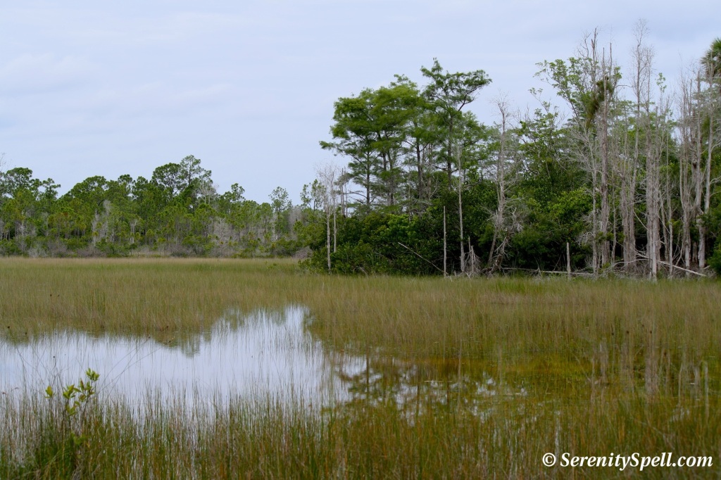 Everglades Vista Along the Hog Hammock Trail, Grassy Waters Preserve, Florida