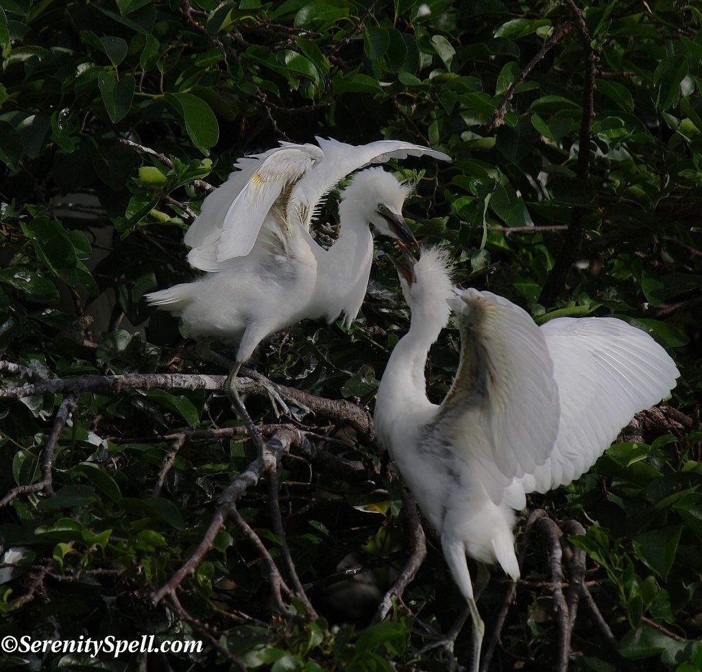 Juvenile Cattle Egrets in Protected Florida Wetlands