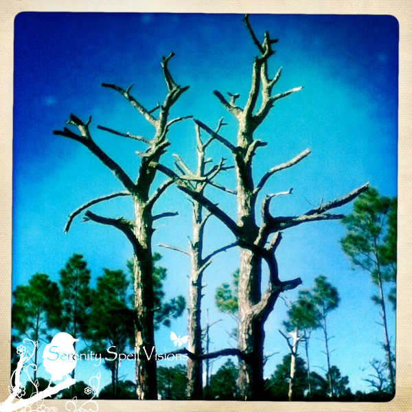 Controlled Burned and Thriving Slash Pines at Bluefield Ranch Natural Area