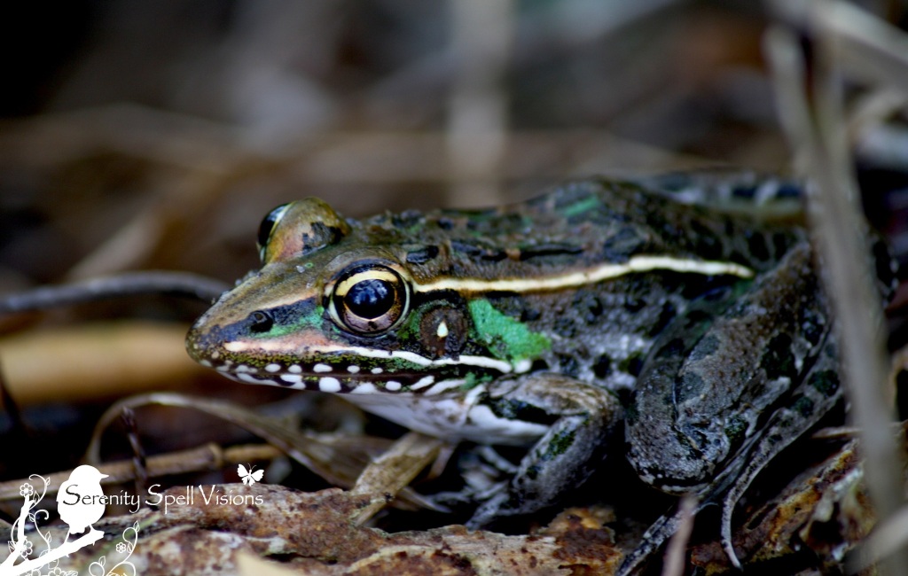 A bright and lovely cricket frog in the Everglades