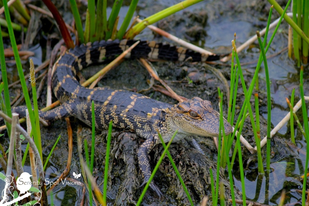 Baby Alligator in the Florida Wetlands
