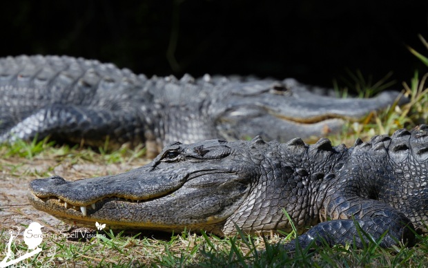 Alligator Pair in the Everglades, Florida