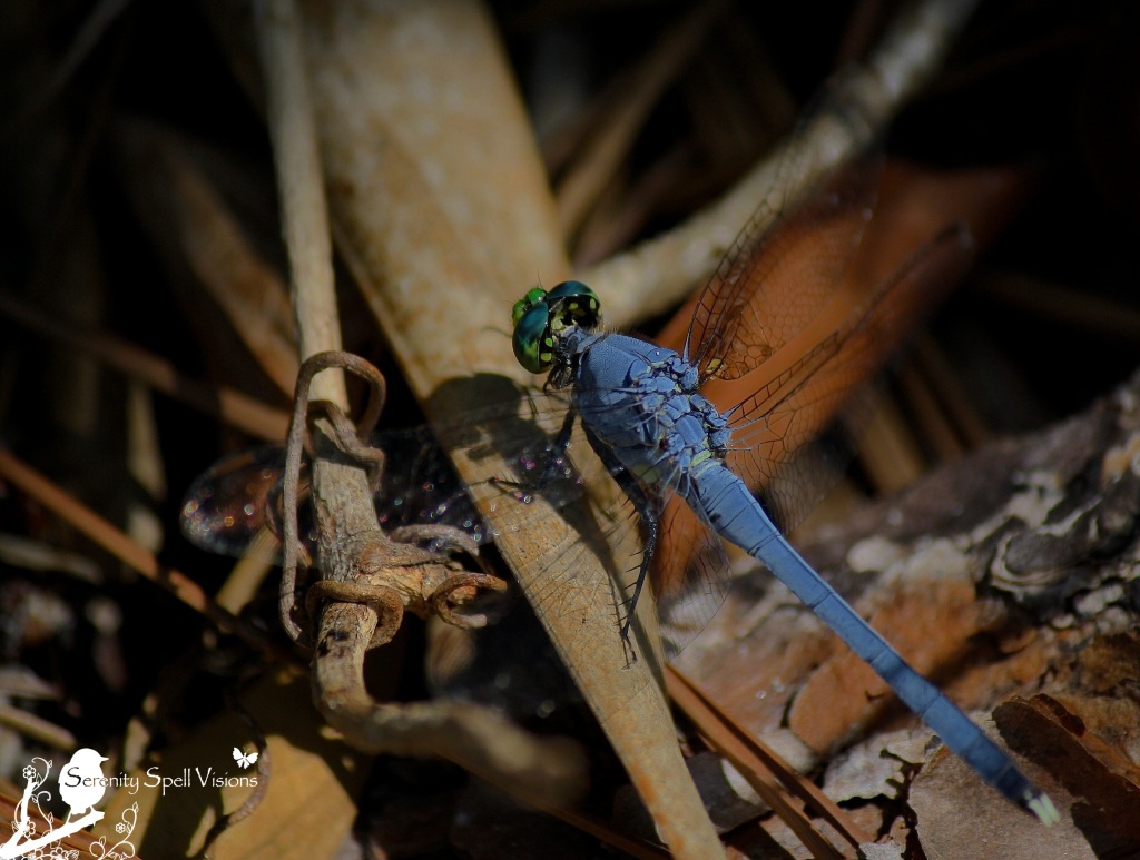 Blue Dragonfly, Grassy Waters Preserve, Florida