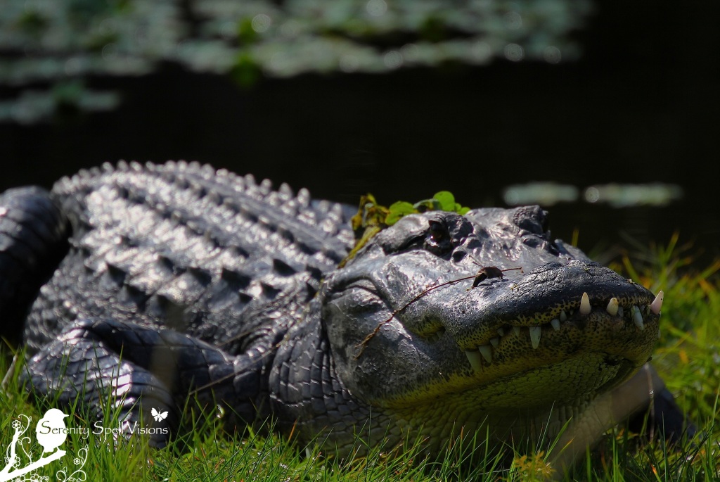 Sunning Alligator in the Everglades, Florida
