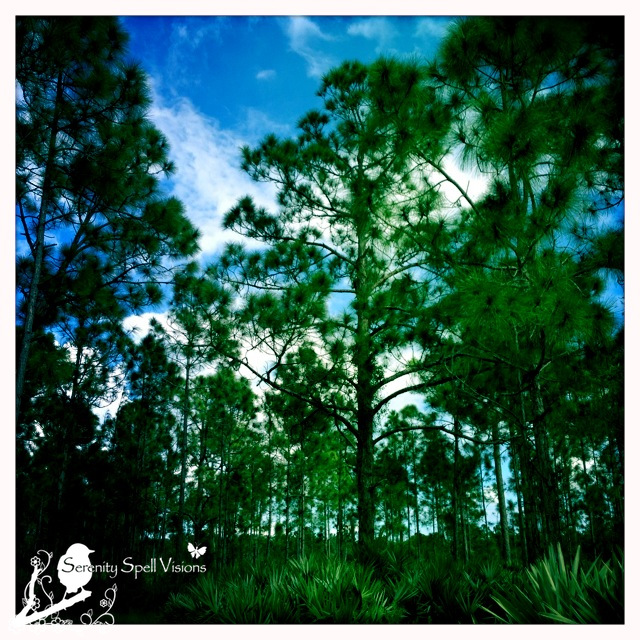 Slash Pines of the Pine Flatwoods, Atlantic Ridge Preserve State Park, Florida