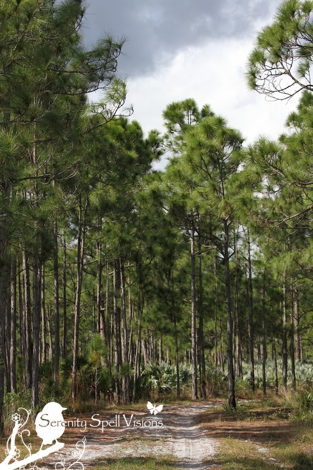 Pines in the Atlantic Ridge State Park, Florida