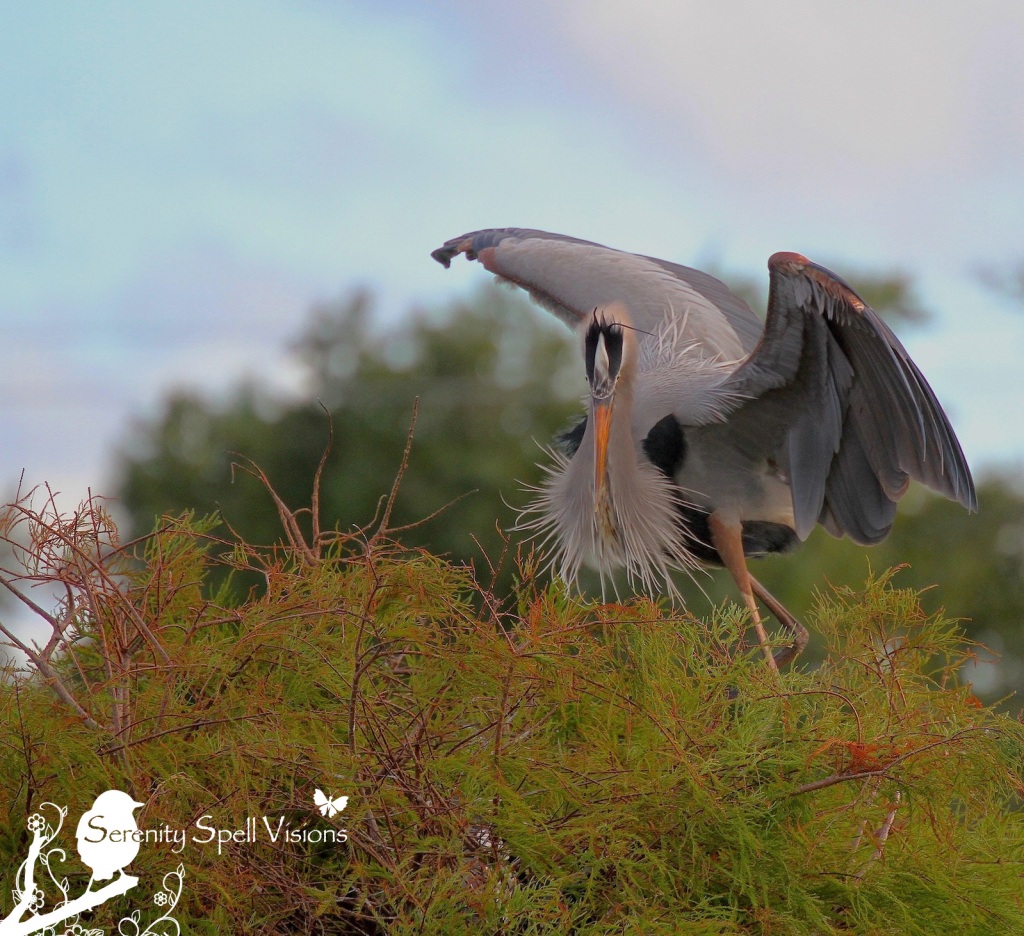 Great Blue Heron, Florida Wetlands