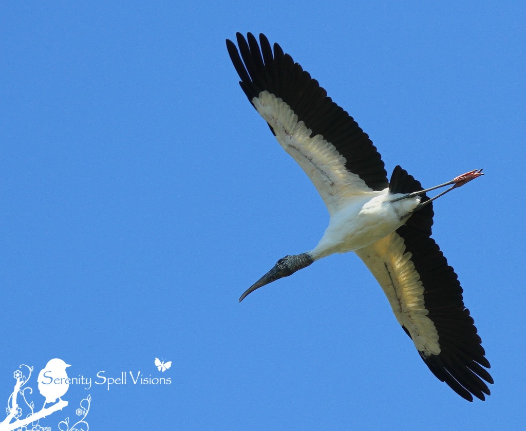 Wood Stork in Flight, Rookery Trail, West Palm Beach, Florida