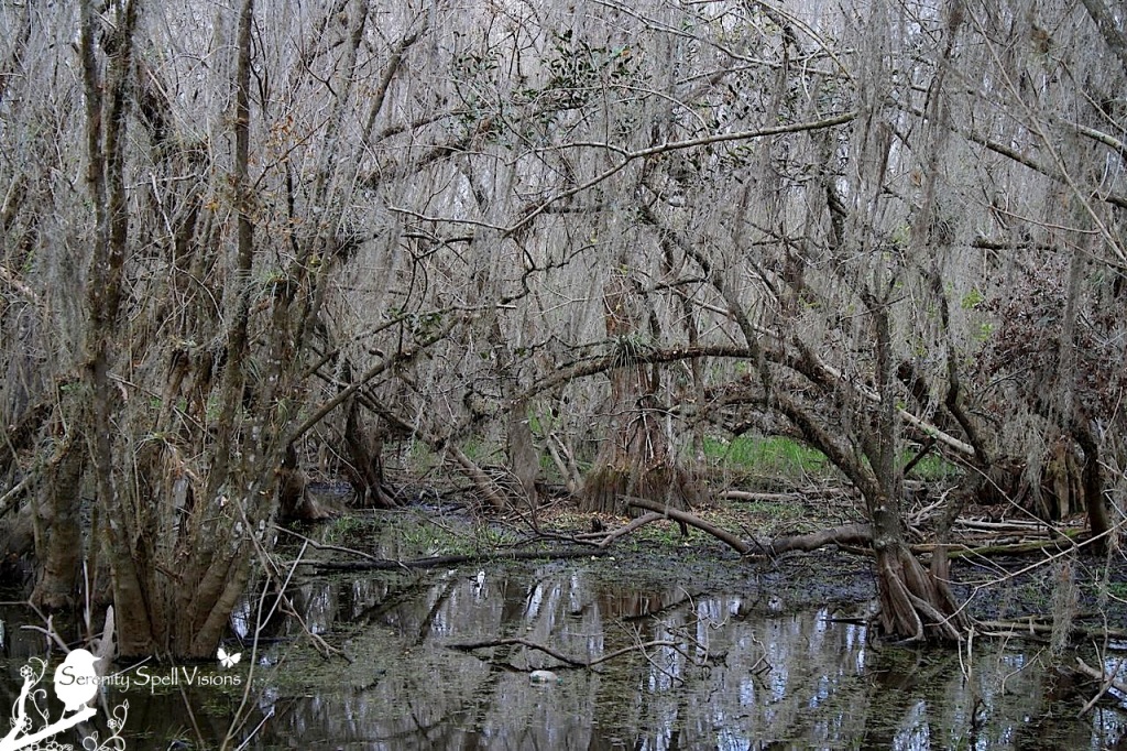 Cypress Swamp of the Big Cypress National Preserve