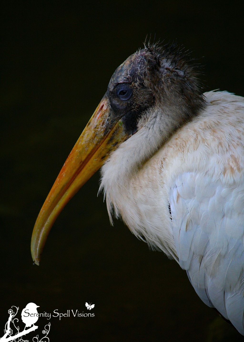Wood Stork in the Florida Wetlands