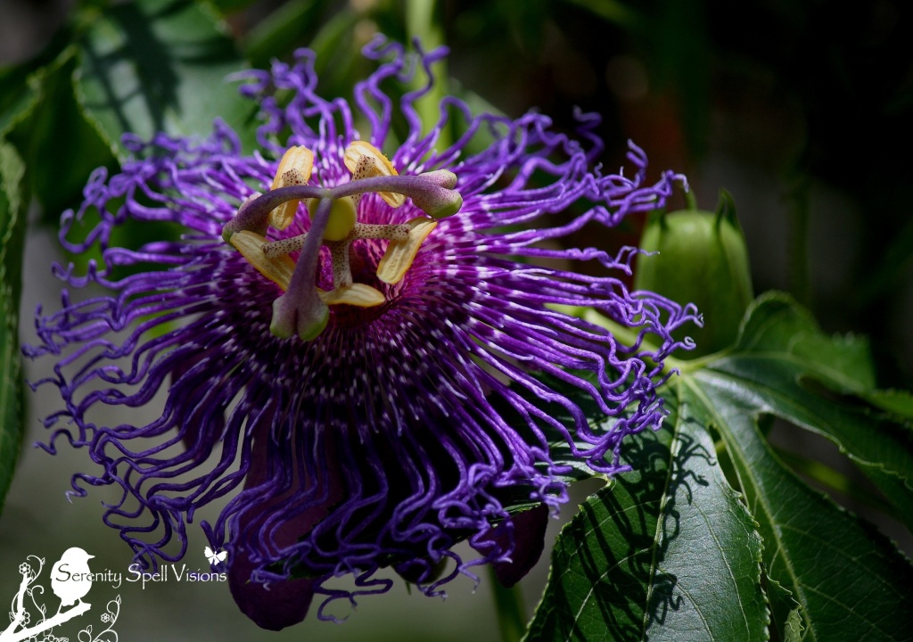 Passion Flower (Passiflora), "Inspiration"