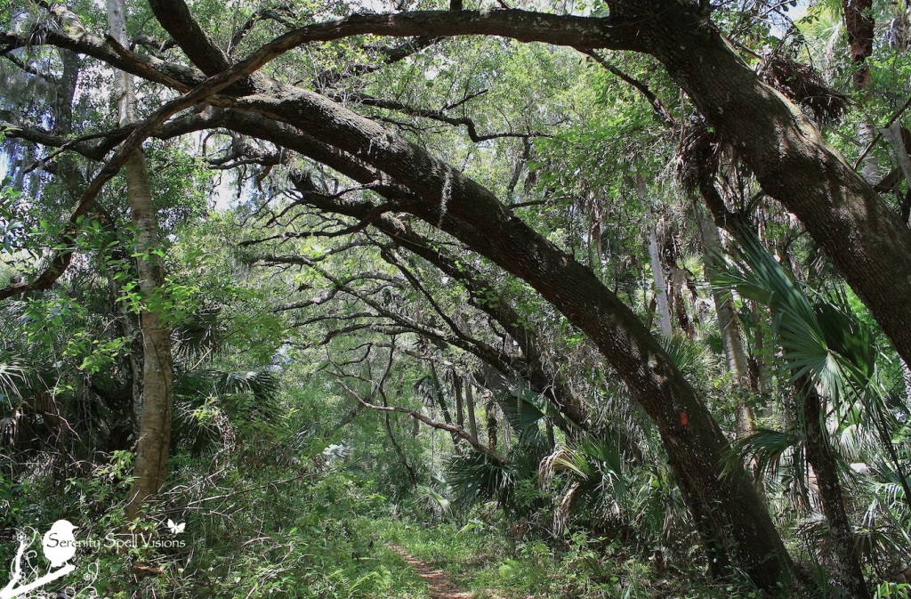 Oak Trees of the Florida Trail, Jonathan Dickinson State Park, Florida