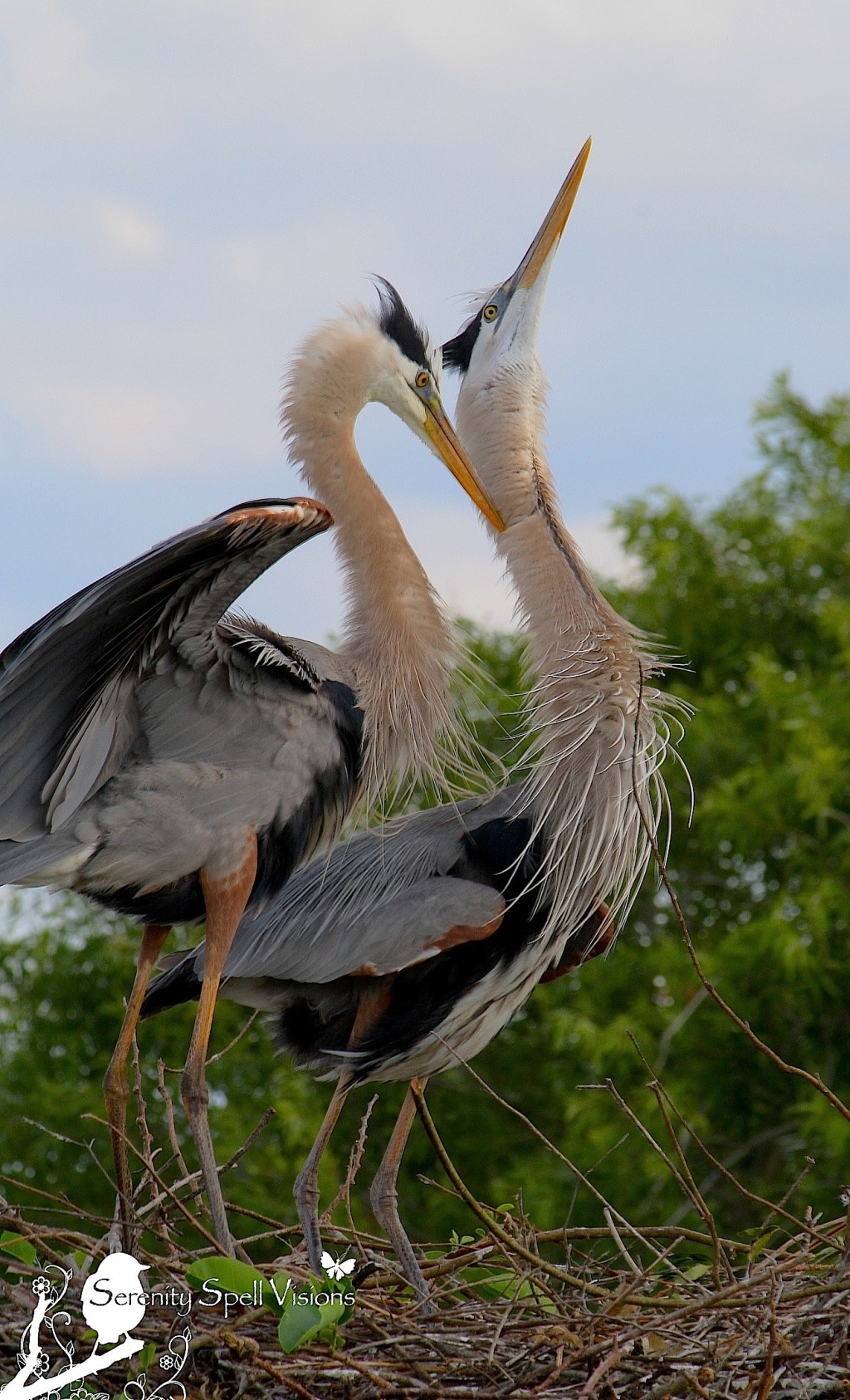 Great Blue Heron Mating Pair at their Nest in the Florida Wetlands