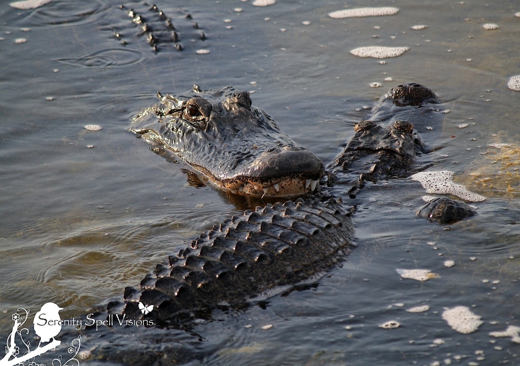 Alligator Pair in the Florida Wetlands