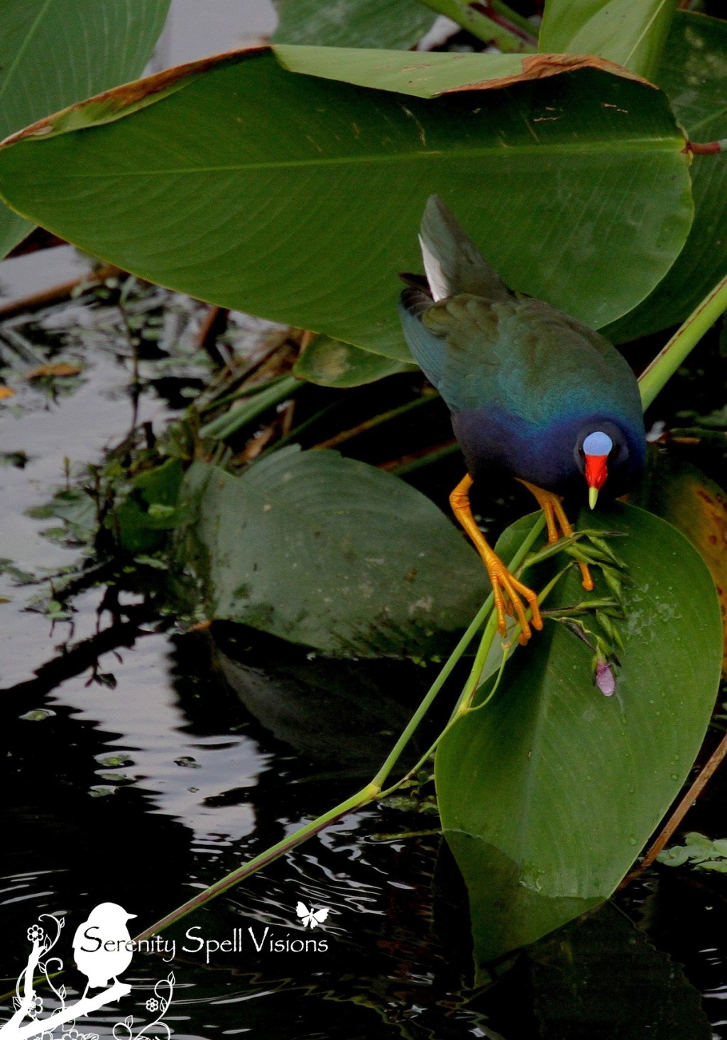 Purple Gallinule, Green Cay Wetlands, FL