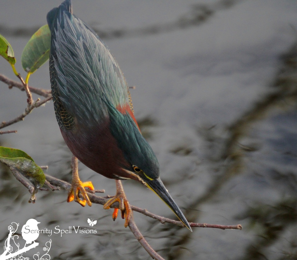 Green Heron, Florida Wetlands
