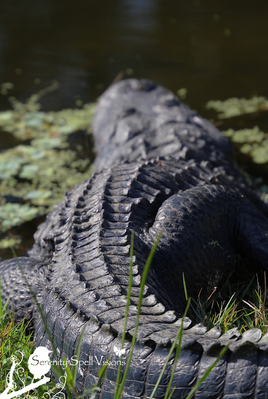 Alligator, Grassy Waters Preserve, West Palm Beach, Florida