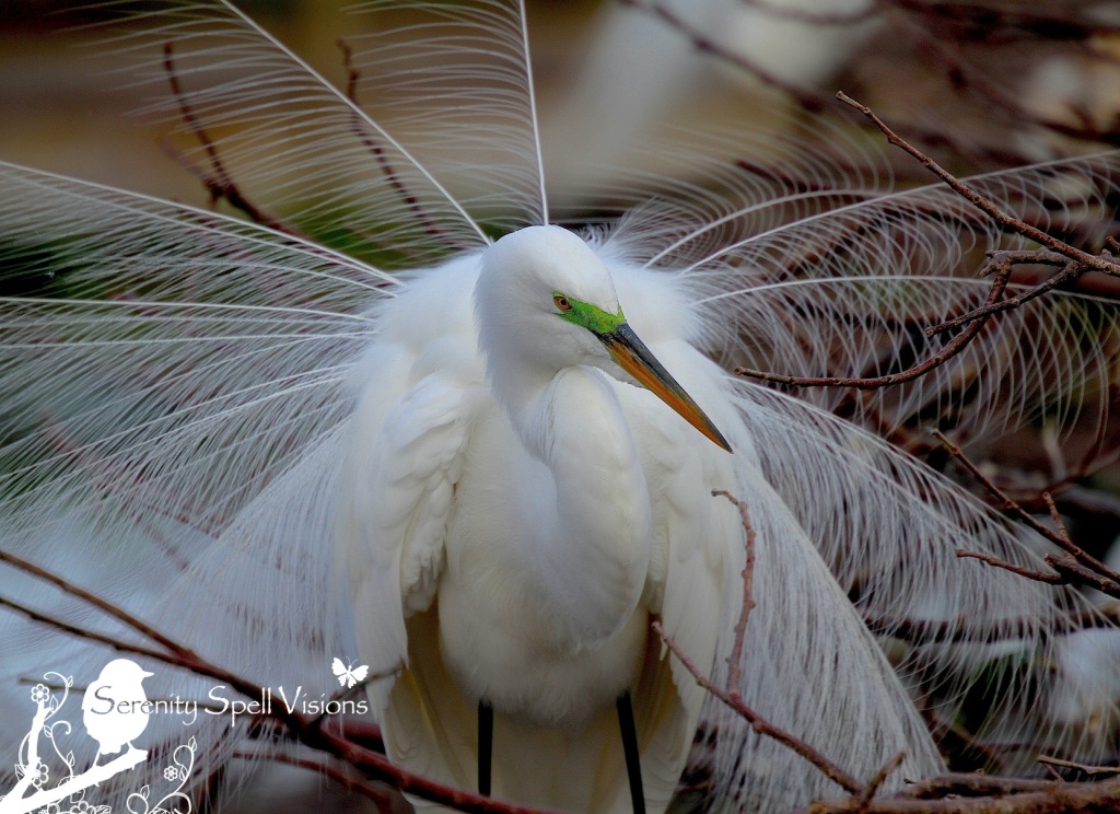 Breeding Great Egret, Florida Wetlands