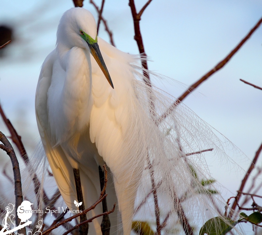 Breeding Great Egret, Florida Wetlands