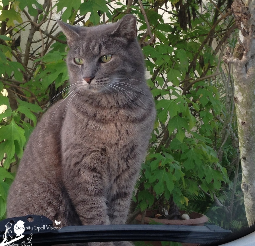 TNR Cat, and Abandoned Neighborhood Florida Feline