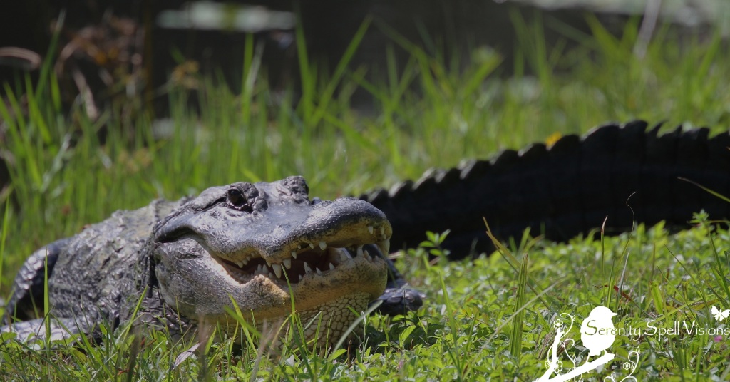 Sunning Alligator in Grassy Waters Preserve, Florida