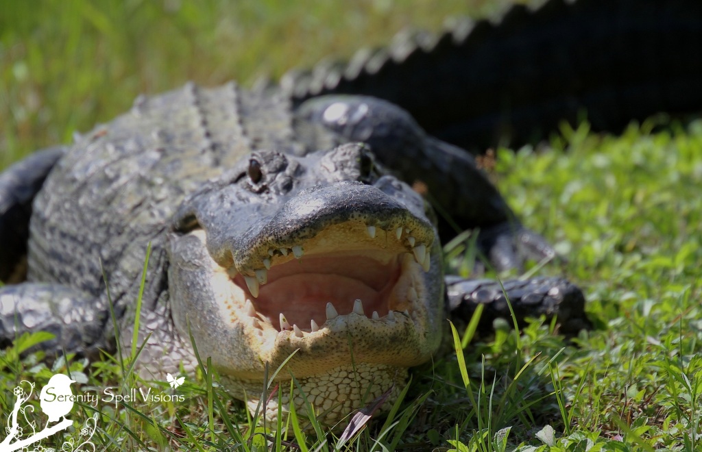 Sunning Alligator in Grassy Waters Preserve, Florida