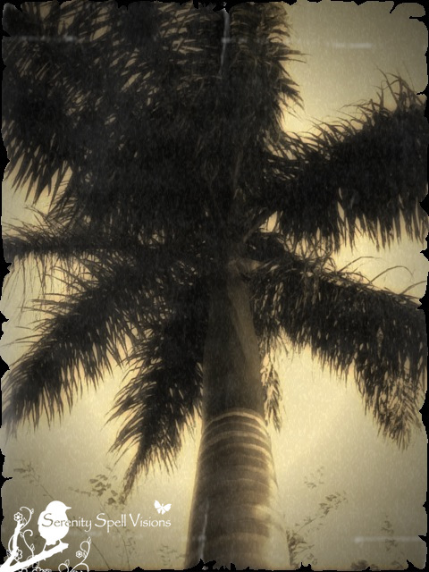 Retro Palm Tree, Florida