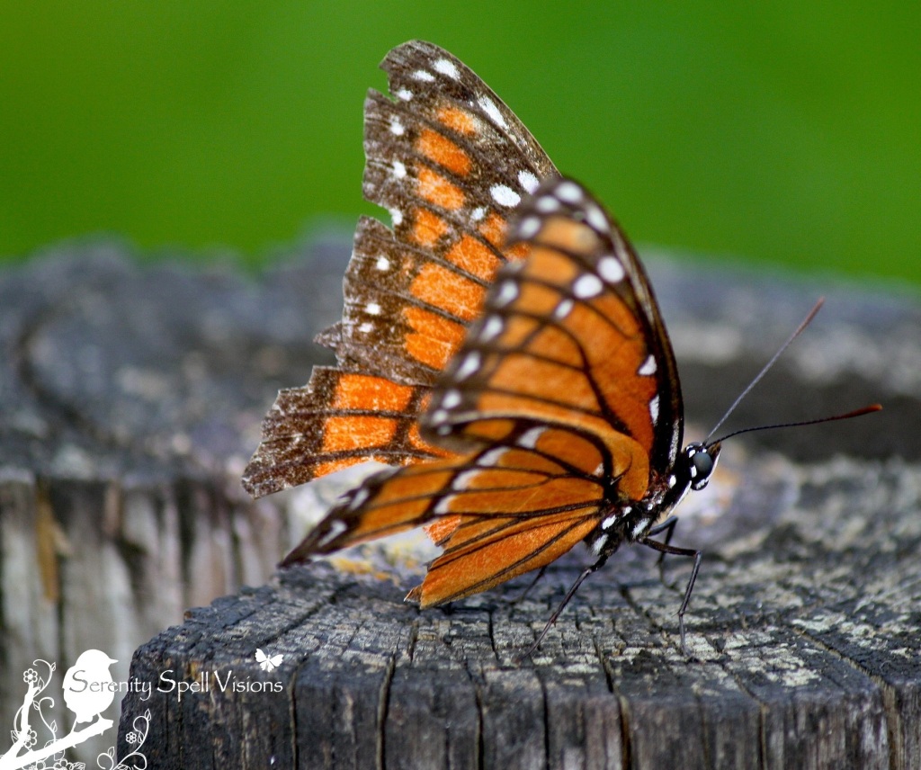 Viceroy Butterfly (Limenitis archippus), Arthur R. Marshall
