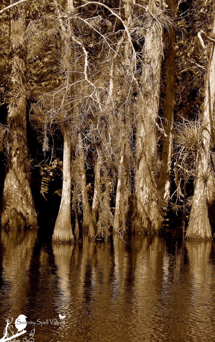 Cypress Trees Along the Owahee Trail in Grassy Waters Preserve, FL