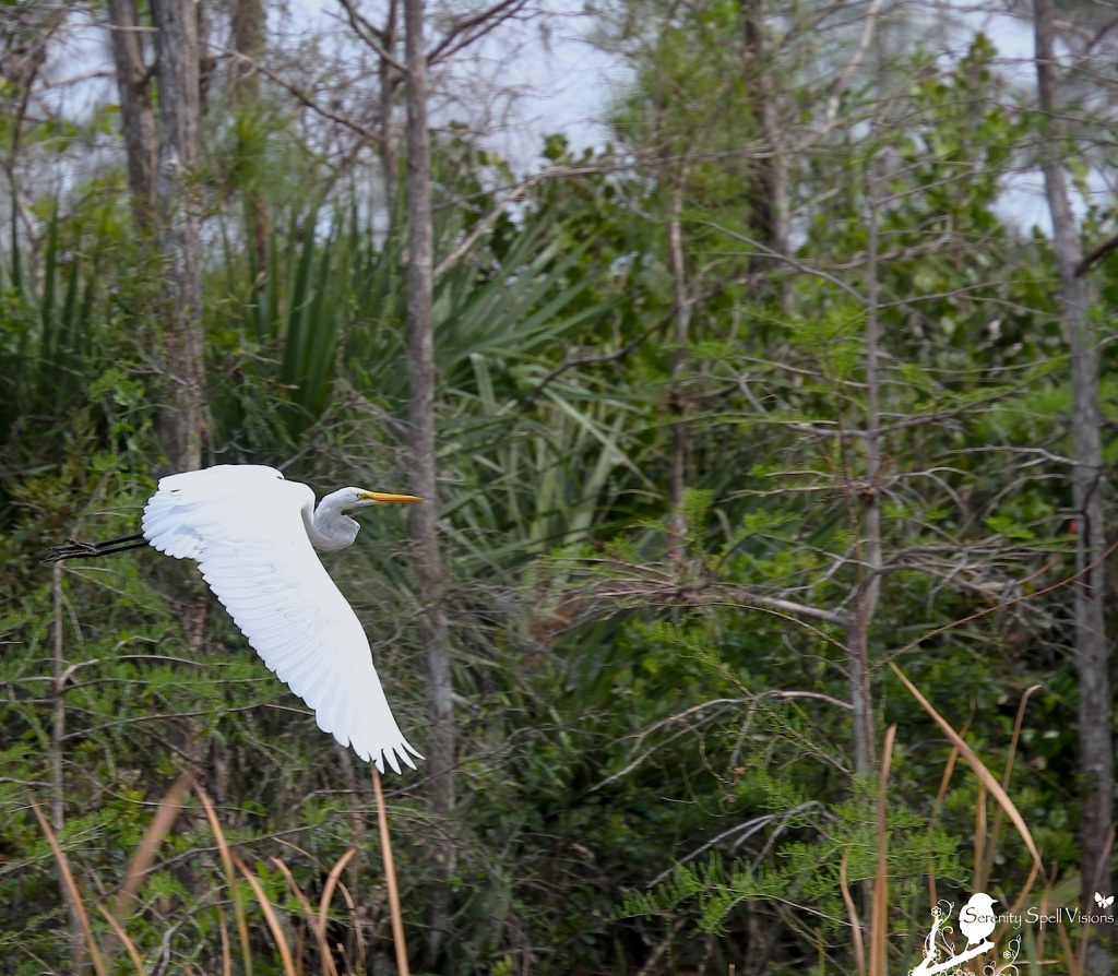 Great Egret in Grassy Waters Preserve, FL