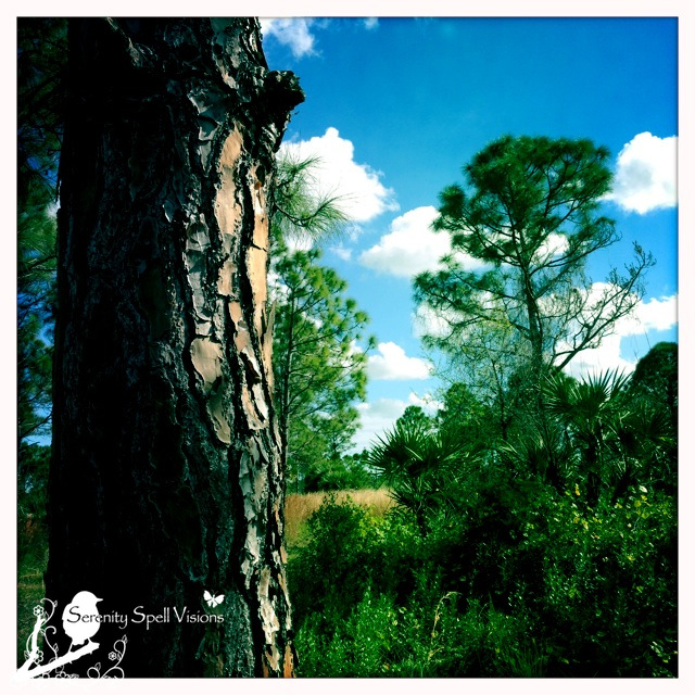 Slash Pine of the Atlantic Ridge Preserve State Park, Florida