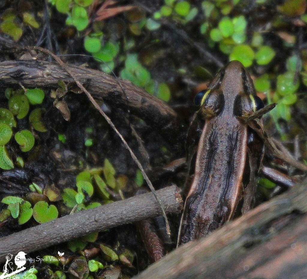 Southern Leopard Frog, Cypress Swamp, Arthur R. Marshall Loxahatchee National Wildlife Refuge, Florida