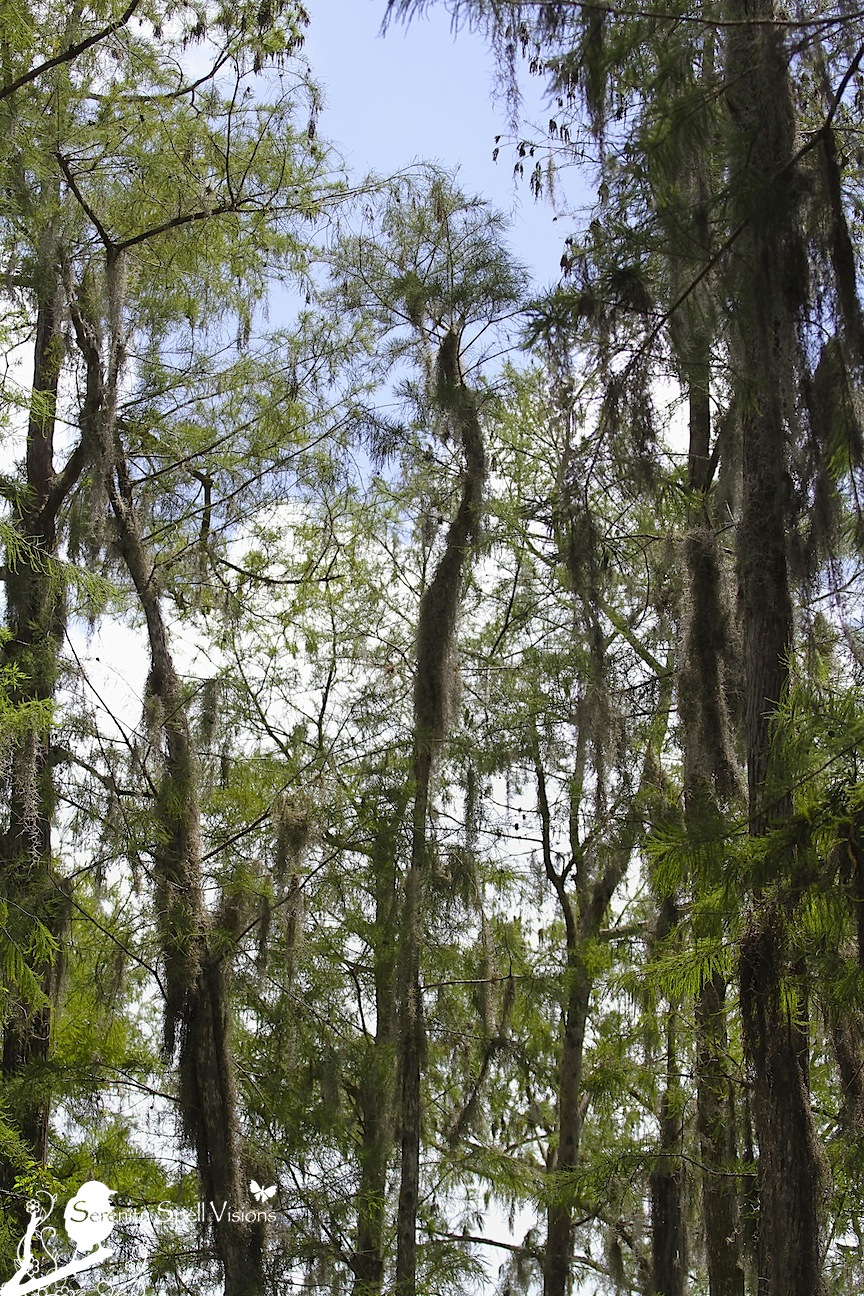 Cypress Swamp, Arthur R. Marshall Loxahatchee National Wildlife Refuge, Florida