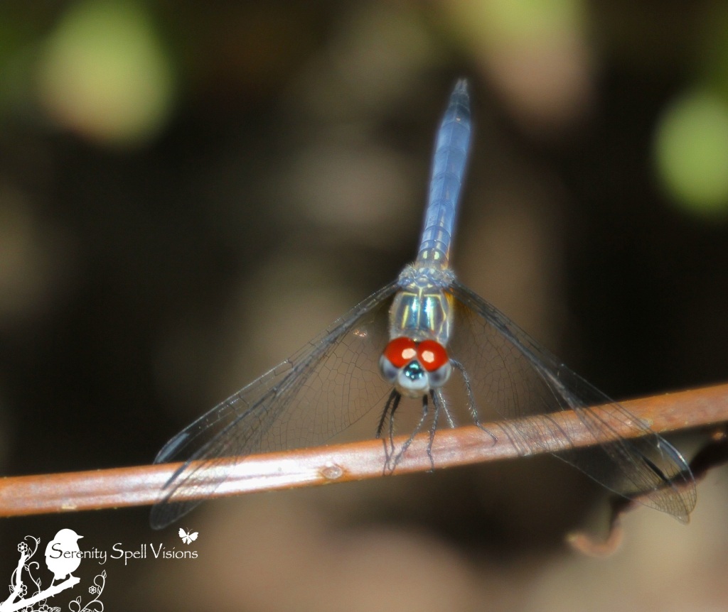 Dragonfly in Cypress Swamp, Arthur R. Marshall Loxahatchee National Wildlife Refuge, Florida