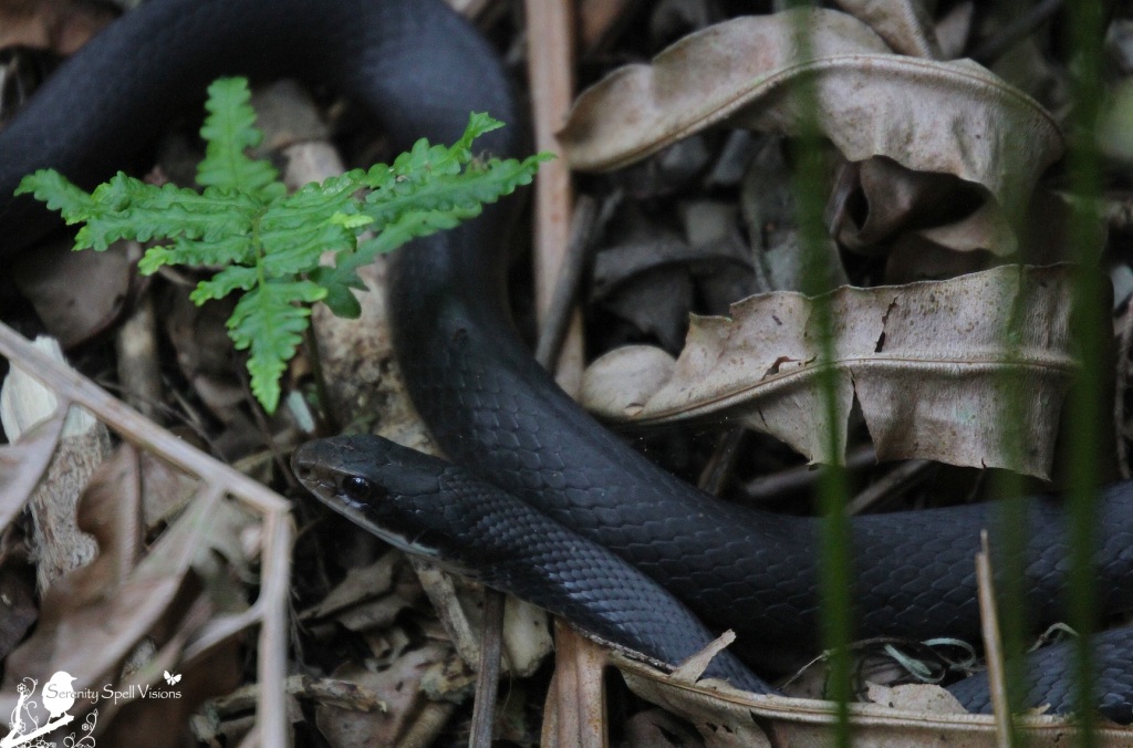 Black Racer Snake, Cypress Swamp, Arthur R. Marshall Loxahatchee National Wildlife Refuge, Florida