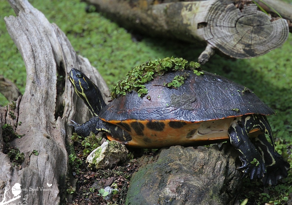 Red-bellied Cooter (Turtle), Cypress Swamp, Arthur R. Marshall Loxahatchee National Wildlife Refuge, Florida