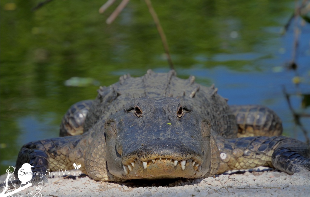 Alligator, Florida Everglades
