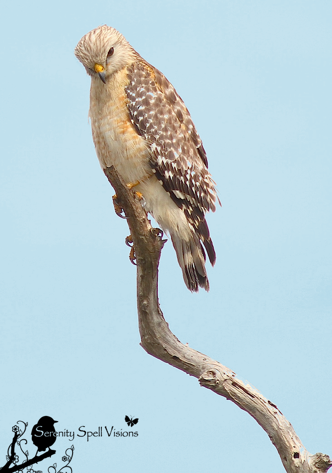 Red-shouldered Hawk, SWA Trail System, Florida