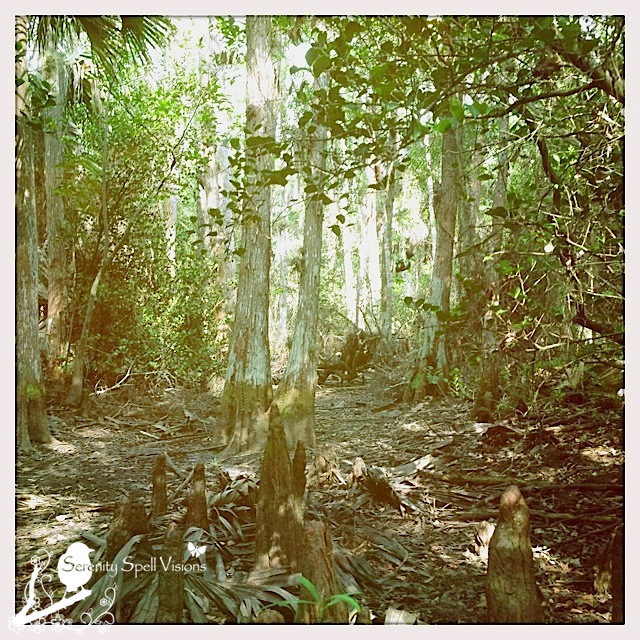 Cypress Swamp, Cypress Creek Natural Area, Florida