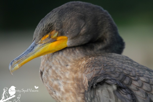 Sleeping Cormorant, Florida Wetlands