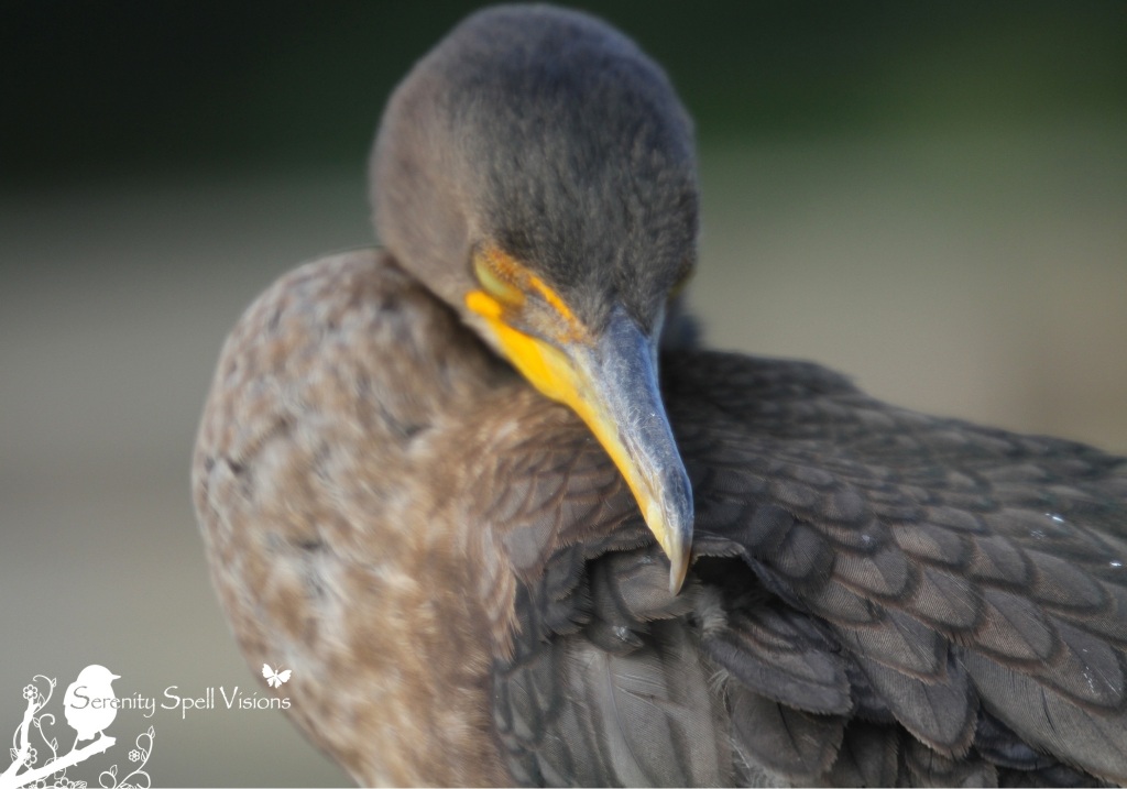 Sleeping Cormorant, Florida Wetlands