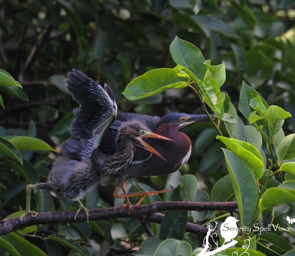 Baby Green Heron and Mother in Pond Apple Tree, Florida Wetlands