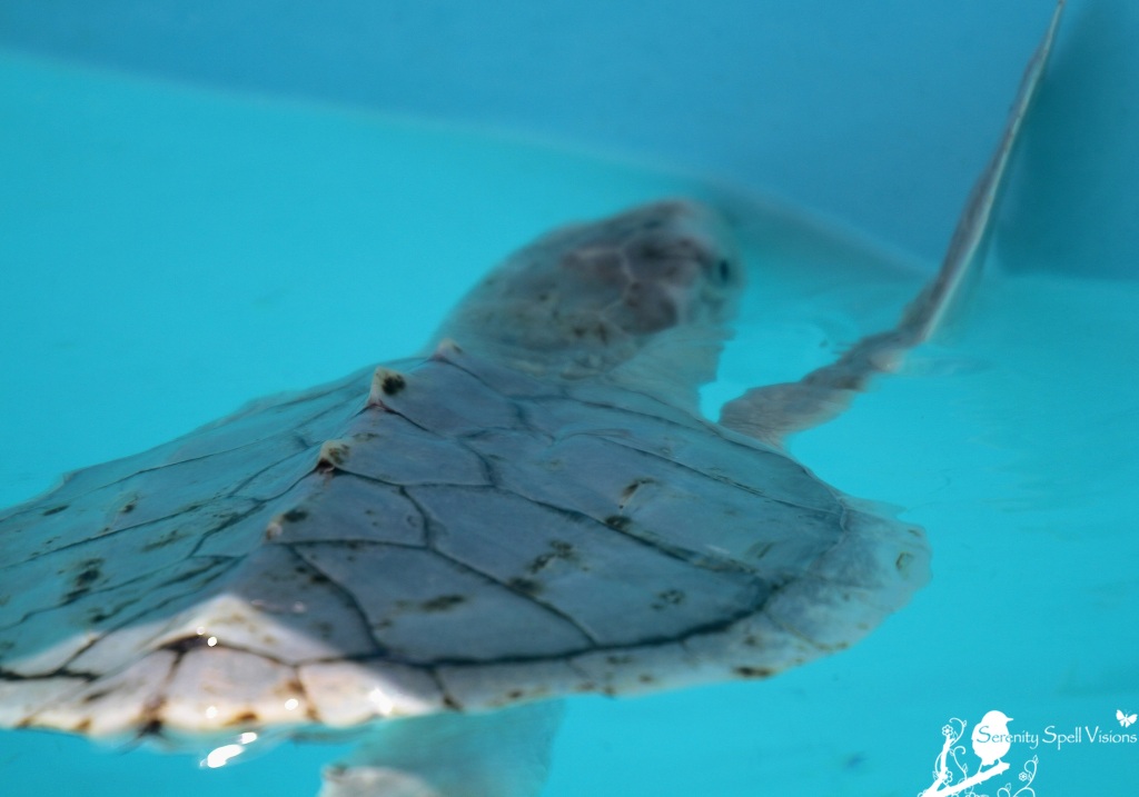 Sea Turtle, Loggerhead Marinelife Center, Juno Beach, Florida