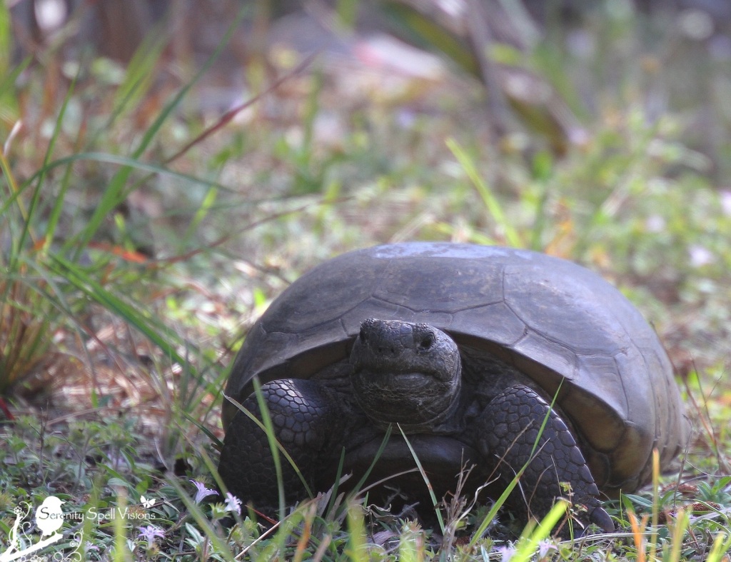 Gopher (Burrowing) Tortoise, Savannas Preserve State Park