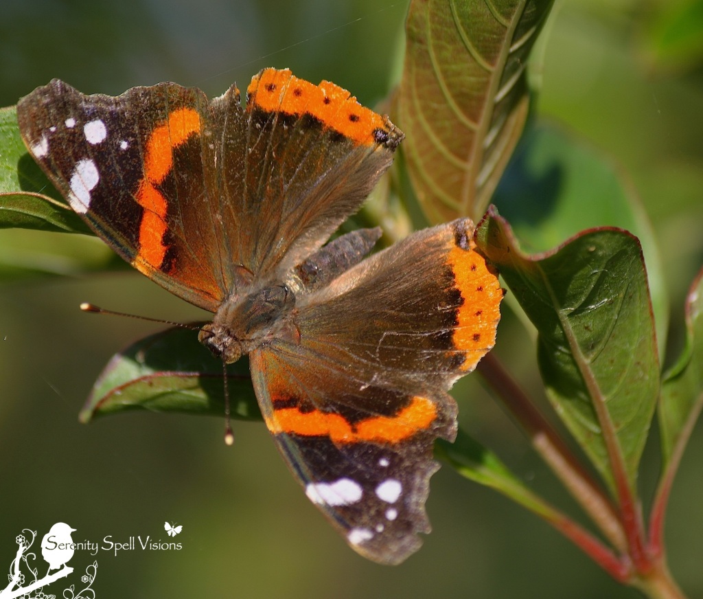 Red Admiral Butterfly (Vanessa atalanta), Florida Wetlands