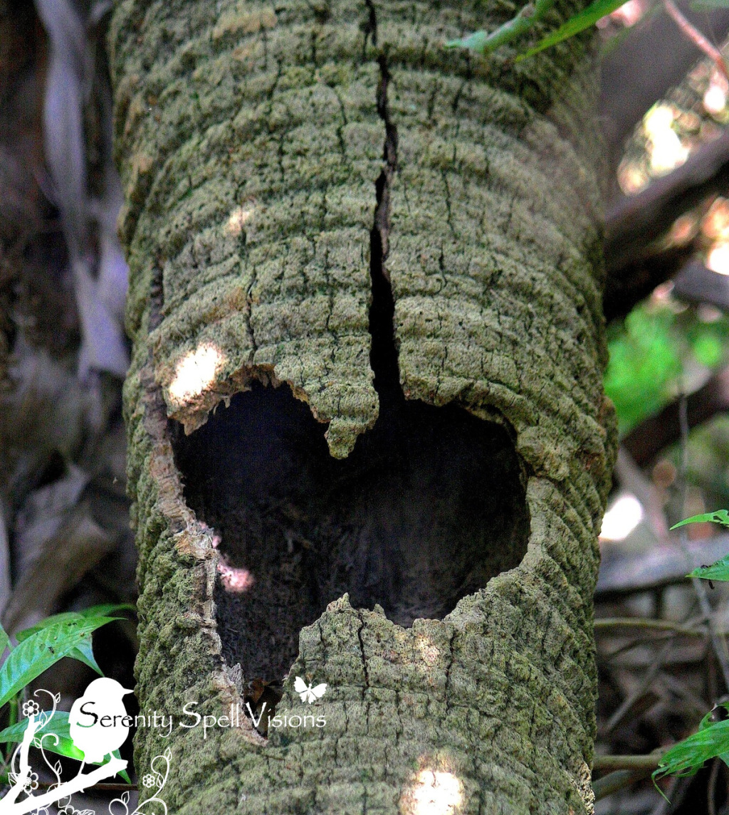Heart Tree at Fern Forest Nature Center, Broward County, Florida