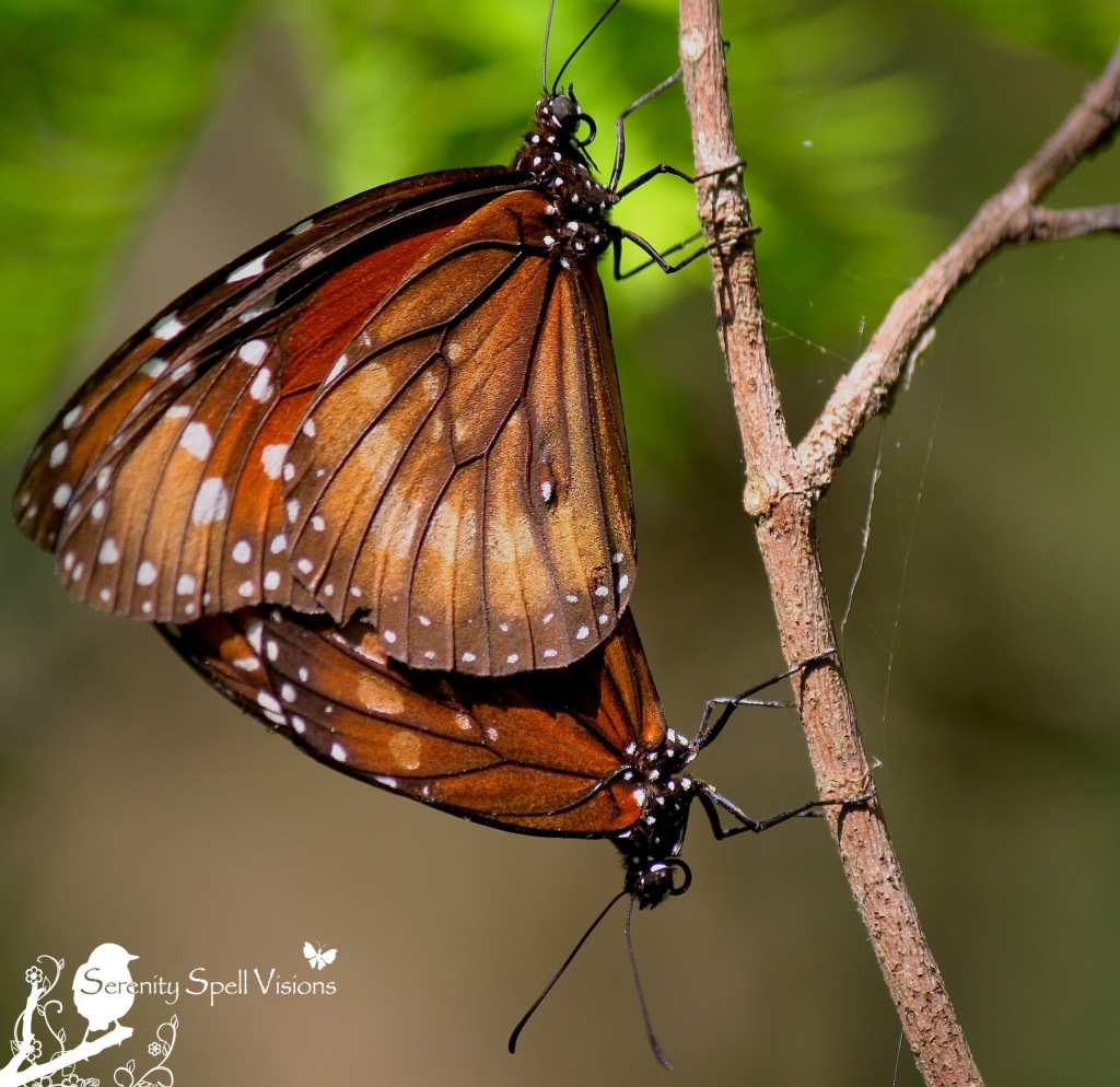 Mating Viceroy Butterflies (Limenitis archippus), Fern Forest Nature Center, Florida