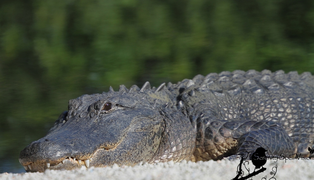 Sunning Alligator, Florida Everglades