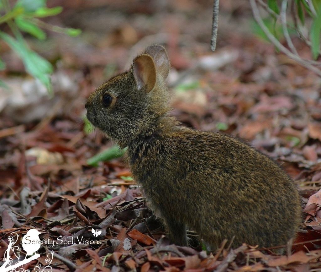 Marsh Rabbit Baby, Florida Wetlands